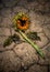 Dead sunflower on cracked ground