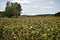 Dead sunflowers in the field in late autumn, Orangeville, Ontario, Canada