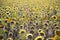 Dead sunflowers field, nature contamination concept
