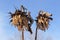 Dead sunflowers in winter with blue sky