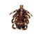 Dead tick ventral view