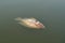 Dead tilapia fish floated in the river , water pollution