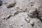 Dead tilapia fish head washed up on the shores of the Salton Sea in Bombay Beach California