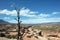 Dead tree above Bighorn River seen from Devils Canyon overlook in the Bighorn Canyon National Recreation Area