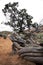 Dead tree across a trail, Arches National Park, Moab Utah