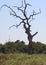 DEAD TREE IN AN AFRICAN LANDSCAPE