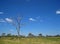 DEAD TREE IN AN AFRICAN WILDERNESS LANDSCAPE