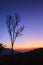 Dead tree against sunset twilight