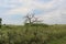 A dead tree amidst a prairie filled with wildflowers, grasses and shrubs in Antioch, Illinois