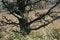 Dead Tree Amidst Prairie Grass