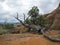 Dead tree, Arches National Park, Moab Utah