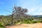 Dead tree atop Rooster Rock in Irvine Regional Park, in Orange County, California