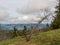 Dead tree atop Vosges hills