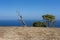 Dead tree at Bali Manta Point Diving place at Nusa Penida island