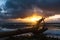 Dead tree on the beach on sunrise, Kauaii, Hawaii