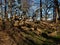 A dead tree with bent branches lies on the ground. Beautiful afternoon light and chiaroscuro game