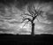 Dead tree in black and white dark clouds in Much Wenlock Shropshire