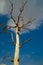 Dead tree in the blue sky white clouds