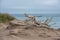 Dead tree branch on patagonia beach