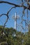 Dead tree branches live trees and a cell tower