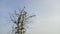 Dead tree branches and vines wrapped around trees and sky background