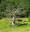 Dead tree, bright sunlight, eerie shadow.