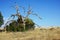 Dead Tree in a Bush