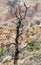 A dead tree in a canyon makes a picturesque scene