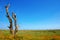 Dead Tree on a Coastal Salt Marsh