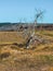 Dead tree in Colorado meadow