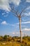 Dead tree in countryside