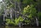 Dead Tree Covered with Spanish Moss in New Orleans