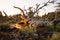 Dead Tree at Craters of the Moon