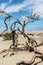 Dead tree in Death Valley, California