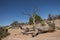 Dead tree in the desert