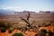 Dead Tree in Desert