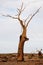 Dead tree in desert