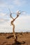 Dead tree in desert