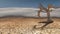 Dead Tree in Desert