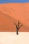 Dead tree in deserted sand, Sossusvlei