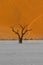 Dead tree in deserted sand, Sossusvlei