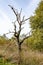 Dead tree in Drents landscape, Netherlands