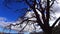 Dead Tree and Drifting Clouds 2 California