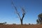 Dead Tree in a Drought Affected Field Australia