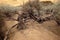 Dead tree in dry wash Infrared Sonora Desert Arizona