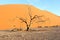 Dead tree Dune 45 sunset, Sossusvlei, Nambia