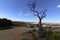 Dead Tree on the Edge of the San Rafael Swell