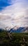 Dead tree in  El Chalten national park