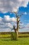 Dead tree in the Essex countryside in Spring