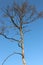 A dead tree in the field